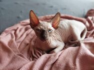 Canadien sphynx Kitten - Bad Sassendorf