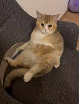 Scottish Straight Kater (1 Jahr, kastriert) abzugeben - Kreuztal Zentrum