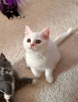 Katzenbabys BKH - Witten