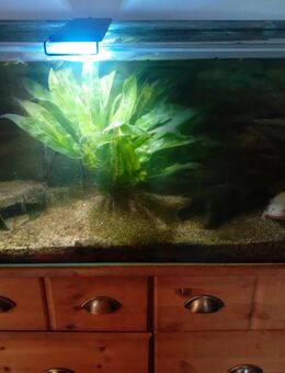 Axelotl mit Aquarium zu verkaufen - Wietze