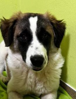 Doina- liebenswerte Kuschelmaus - Schlitz