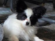 Papillon Bube sucht 4 ever Familie - Gemmingen