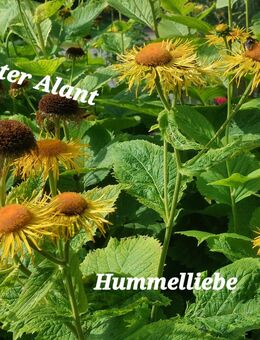 Samen Echter Alant, Staude, gelb, viele weitere Sorten - Norderstedt
