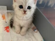 Bkh Kitten Katzenbaby Britisch kurzhaar - Duisburg