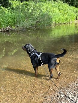 Rottweiler - Wittlich Zentrum