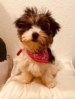 Biwer Yorkshire Terrier Hündin - Wiesbaden Kastel