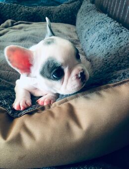 Französische Bulldogge Welpe Hündin - Steinigtwolmsdorf
