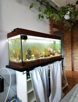 Aquarium + Mitbewohner - Pottum
