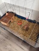 2 Zwerk Kanischen 1 bis 3 monat in 71711