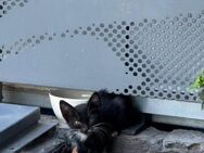 Silvester aus dem Tierschutz - Grevenbroich