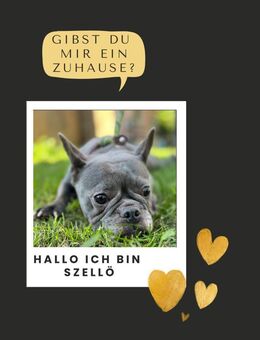 SZELLÖ PP Sanftes Mädchen sucht Liebe - Neustadt (Rübenberge)