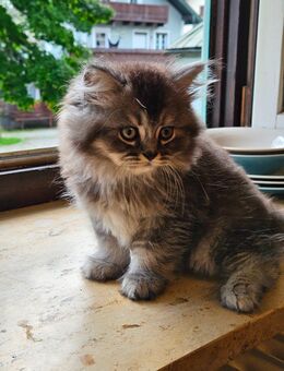 BLH 1 Kitten sucht noch ein Zuhause - Kiefersfelden