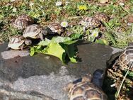 Landschildkröten, Babys, maurische aus 2022 zu verkaufen - Waldaschaff