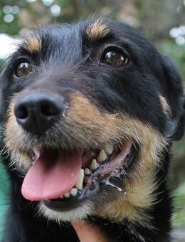 Suzy hatte Glück im Unglück - Berlin