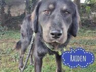 Raiden ein toller lieber Hund - Mannheim