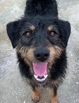 Jarrillo sucht sein Zuhause für Immer... - Laatzen