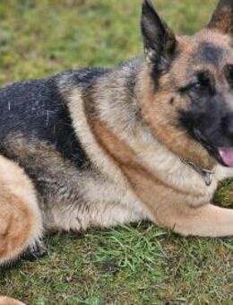 Kiki - ist wachsam&kinderlieb - Löwenberger Land