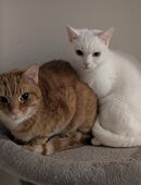 Kater und Katze abzugeben in 09130