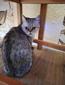 BKH Katze Cooky Tabby - Staßfurt
