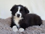 Mini Aussie Welpen Australian Shepherd - Ulmen