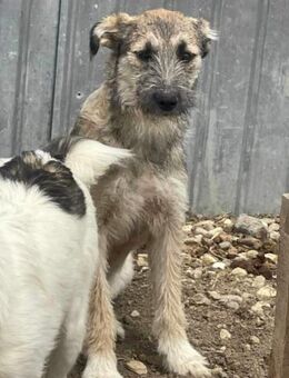 Süsse LARA sucht ihre Familie - Neuberg