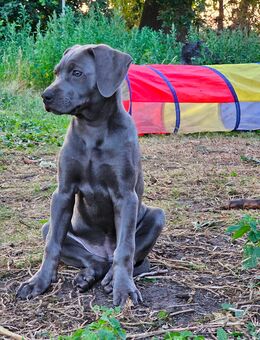 3 sehr süße Weimaraner Mix Welpen - Rahden