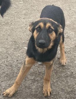 Lissy, Tochter einer Kettenhündin - Steinhagen (Nordrhein-Westfalen)