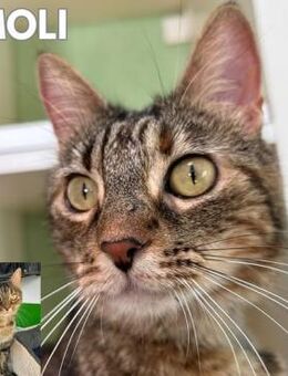 Katze Moli - als Einzelkatze - Bochum