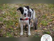 Felix  Traumhund mit Handicap - Kirchzell