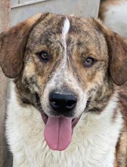 Timo, geb. ca. 12/2023, GRIECHENLAND - Markdorf