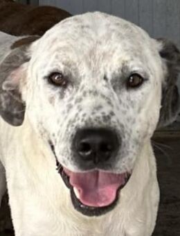 BALTO - er braucht klare Führung - Dänischenhagen