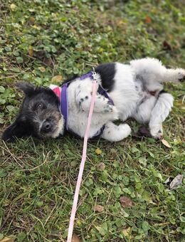 Unsere niedliche Vicky, Moppelchen sucht ihr Körbchen 5,5 Monate , und 30-35 cm groß - Wolmirstedt