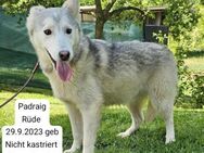 4 kleine Husky Welpen wollen reisen❤️ - Mylau