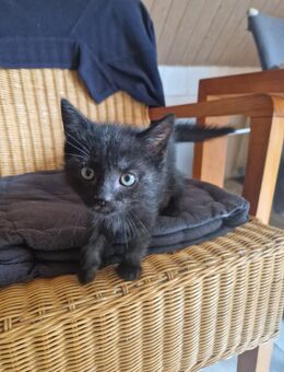 Drei liebevolle schwarze Kitten suchen ein schönes Zuhause - Dettelbach