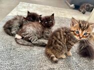 6 Norweger Waldkitten mix ☺️ - Hückelhoven Zentrum