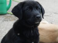 Labrador x Ciobanesc Românesc de Bucovina - Bad Frankenhausen (Kyffhäuser)