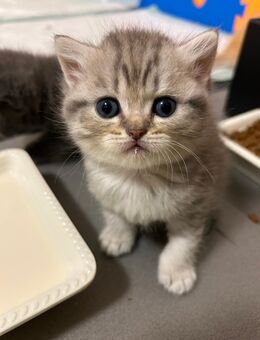 BKH kitten - Mönchengladbach