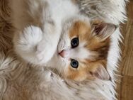 BKH Katerchen sucht ab sofort seinen neuen Wirkungskreis im liebevollen Zuhause auf Lebenszeit. - Suderburg