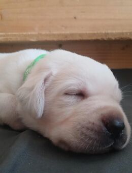 Labrador welpe weiße - reinrassig - Salzwedel (Hansestadt)