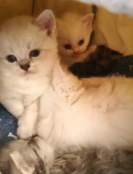 Zwei wunderschöne Katzenbabys abzugeben - Kehl