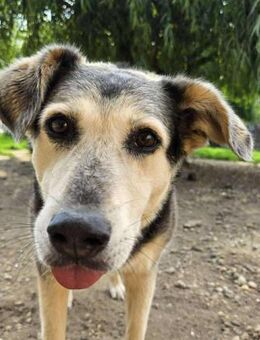 FELICITAS sucht ihr Glück - Weiterstadt