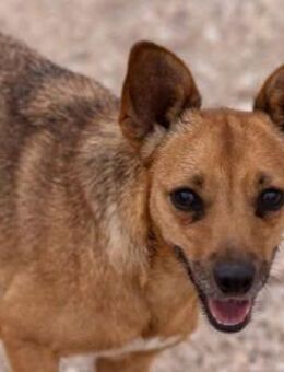 Fox ist unglaublich lieb - Donaueschingen