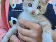 Katerchen Kitten in liebevolle Hände abzugeben - Burgpreppach