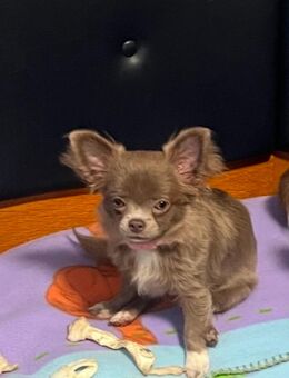 Mini teacup Chihuahua hündin - Marktheidenfeld