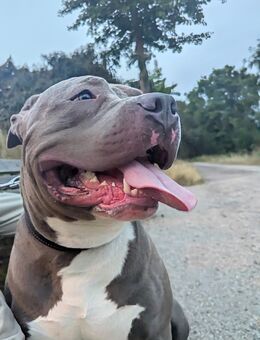 American Bully Rüde - Frankfurt (Main)