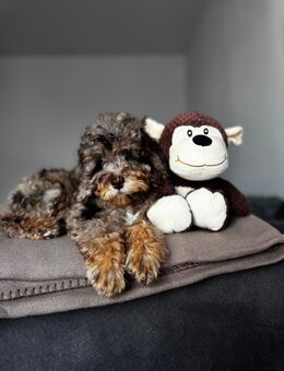 Wunderschönes Toypudel-Mädchen in der seltenen Farbe Chocolate Merle - Bremerhaven