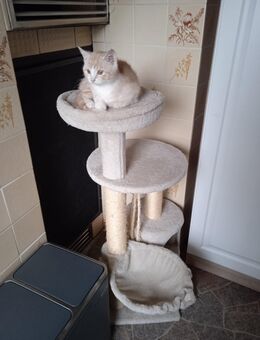 Mischling's - Kitten - Teupitz Zentrum