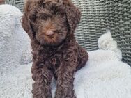 Labradoodle F1B braun schwarz - Hofbieber