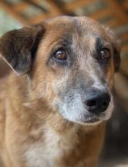 Areso braucht noch einmal Glück 🐾 - Elsdorf (Nordrhein-Westfalen)