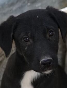 Ophelia, geb. ca. 09/2022, GRIECHENLAND - Markdorf